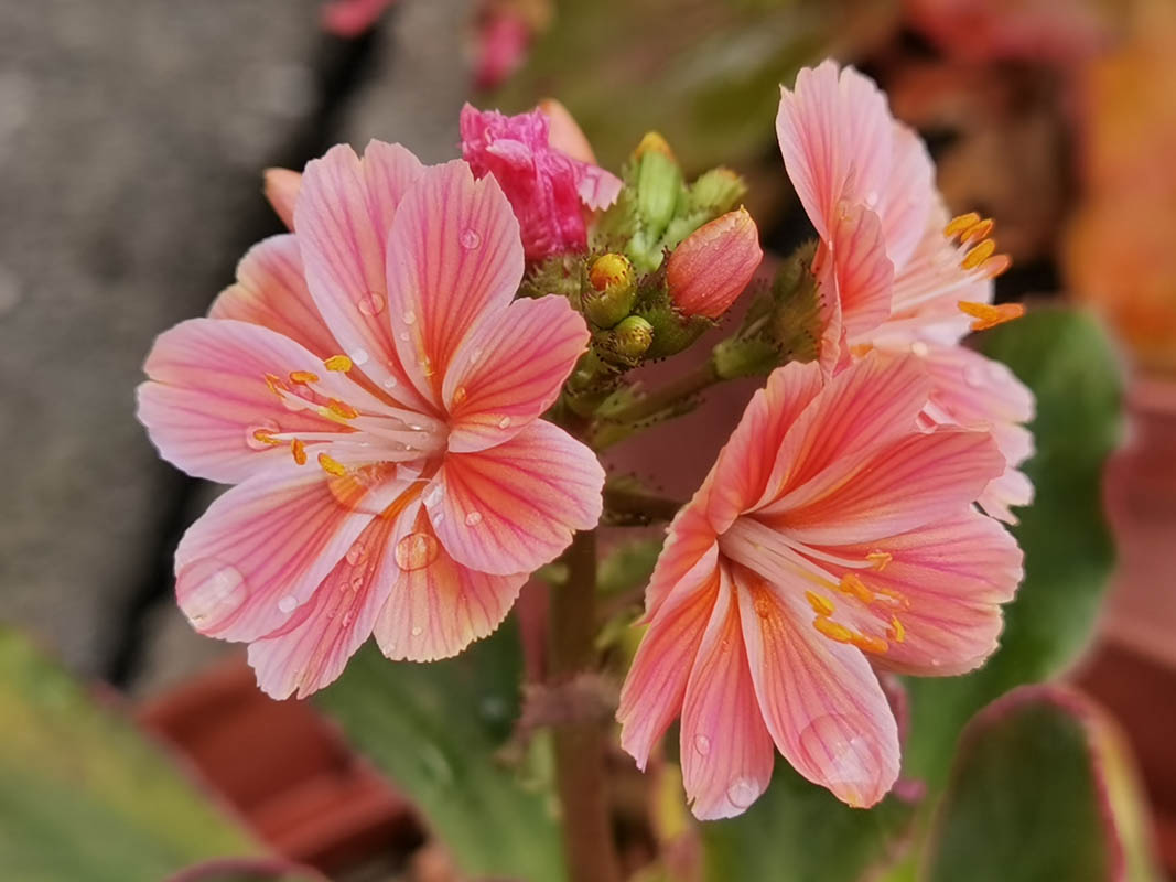 Lewisia cotyledon — formes orangées 10